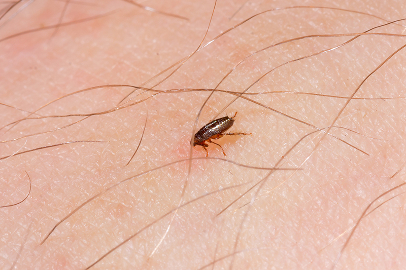 Flea Pest Control in Preston Lancashire