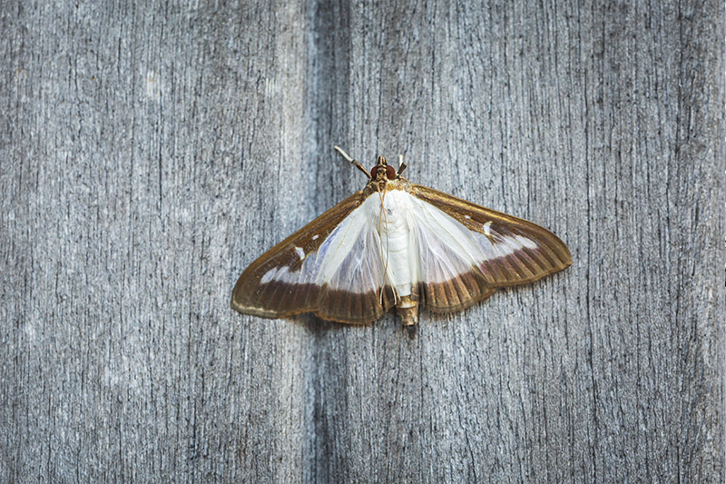 Moth Pest Control in Preston Lancashire